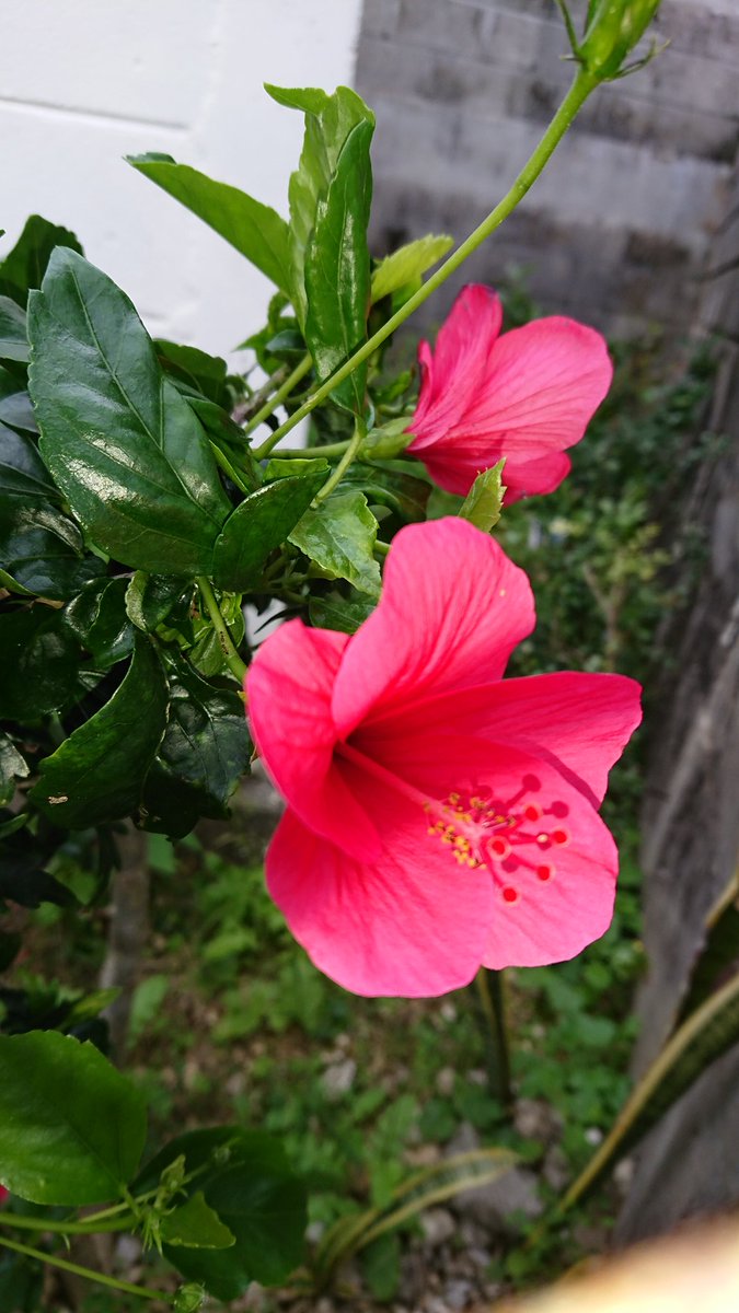 ぱぅ 捕らえられたミニハイビスカス ハイビスカス 沖縄 花 Flower Okinawa 赤いハイビスカスの花言葉 常に新しい美 勇敢 Mrchildren