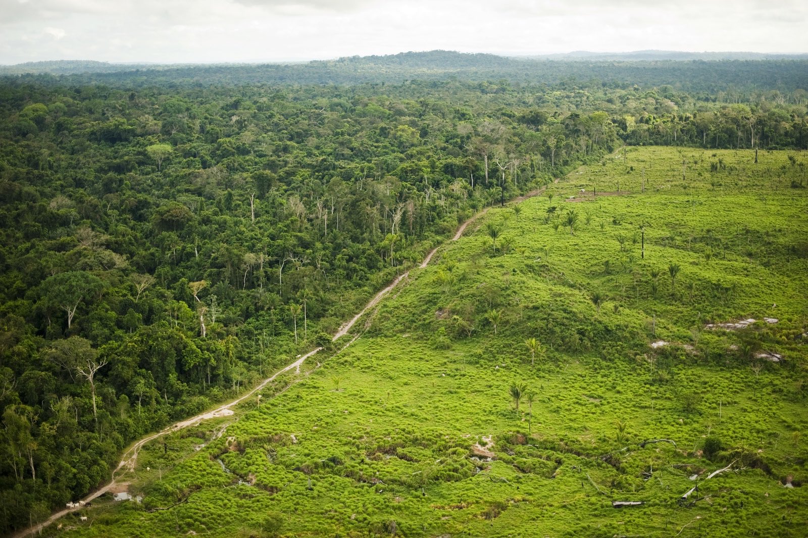 Clearing of the Amazon Rainforest