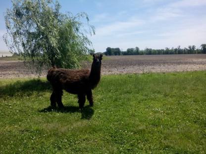 Spanky the #llama will be making an appearance at the @NAMI_SWI #RaceForRecovery #event We hope to see you come out, support the cause, and help increase #mentalhealthawareness, happy trails! facebook.com/events/5913793…