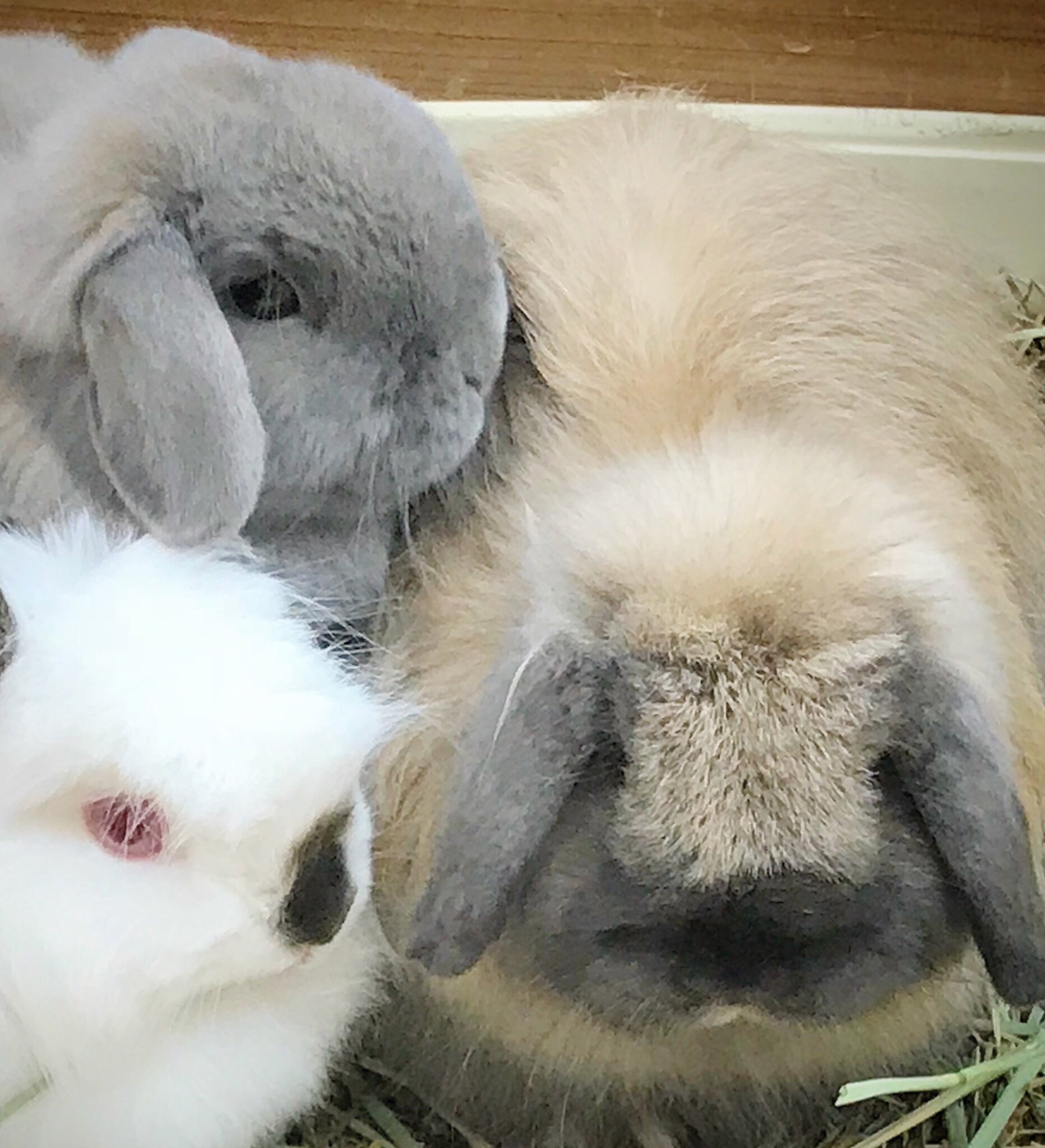 淡路ファームパーク イングランドの丘 公式 Al Twitter 短い耳の品種から徐々に長くしていったんじゃなくて逆だったっていうのは実に興味深いですね うさぎの品種改良の歴史はとてもおもしろいです あ 誰かと語り合いたい U X U ホーランドロップ