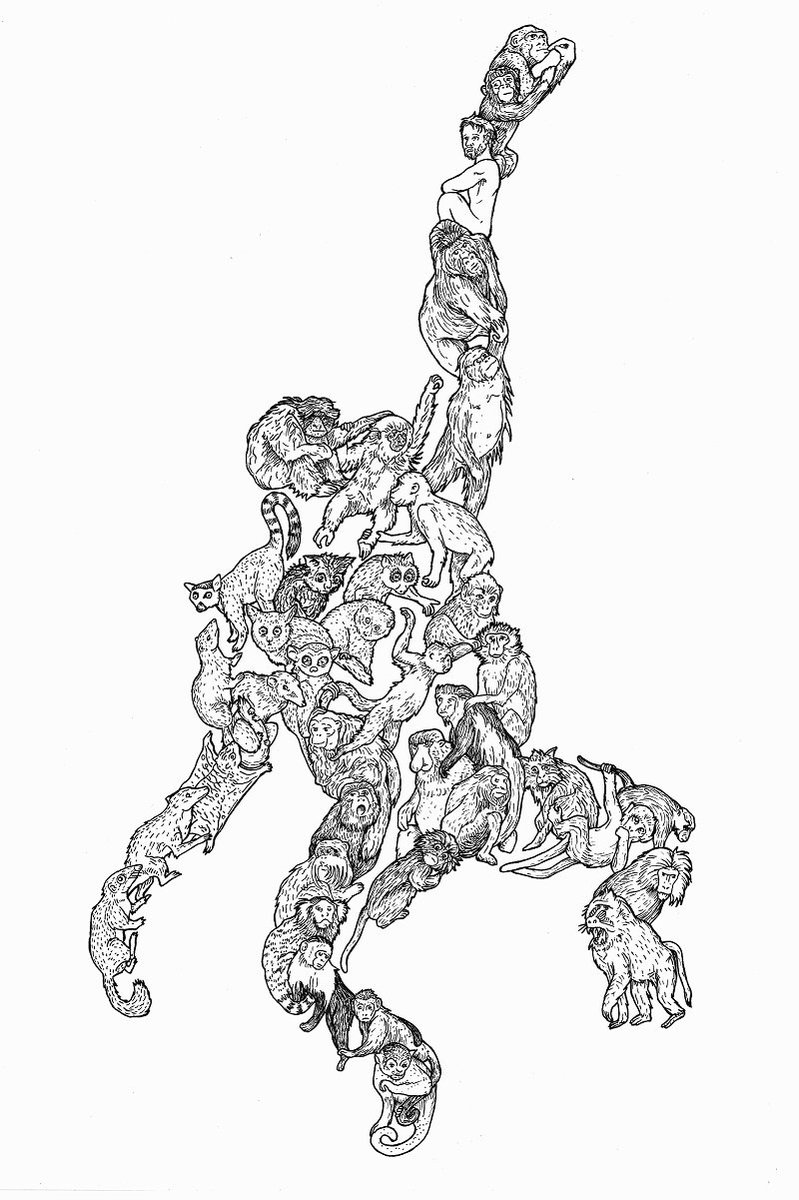 evolutionposter's tweet photo. #Primates - #monkeys #apes #humans #chipanzee #orangutan #gorilla #lemur #baboon #gibbon #ayeaye #tarsier #gologos #howlermonkey #tamarin #marmoset #capuchin #squirrelmonkey #macaque #slowloris - #evolution #treeofllife #animals #animalart #mammals https://t.co/IRI1QxFW6n