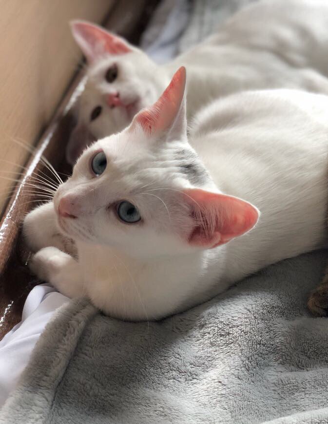 ChromeDubai's tweet photo. @emirates From Al Barsha to Yorkshire. Rescued brothers, Frankie &amp; Jimmy, are looking forward to their maiden flight tonight on EK 21. Flying to their new home unaccompanied; please take care of them! https://t.co/4sRg7mIYMf