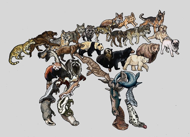 evolutionposter's tweet photo. I've been colouring in! #Caniformia - #Dogs #Wolves #coyote #foxes #polarbear #panda #brownbear #bears #otters #stoate #raccoon #skunk #redpanda #walrus #seals .. and the rest..
#evolution #treeoflife #animals #animalart #mammals https://t.co/2ILspH7pX6