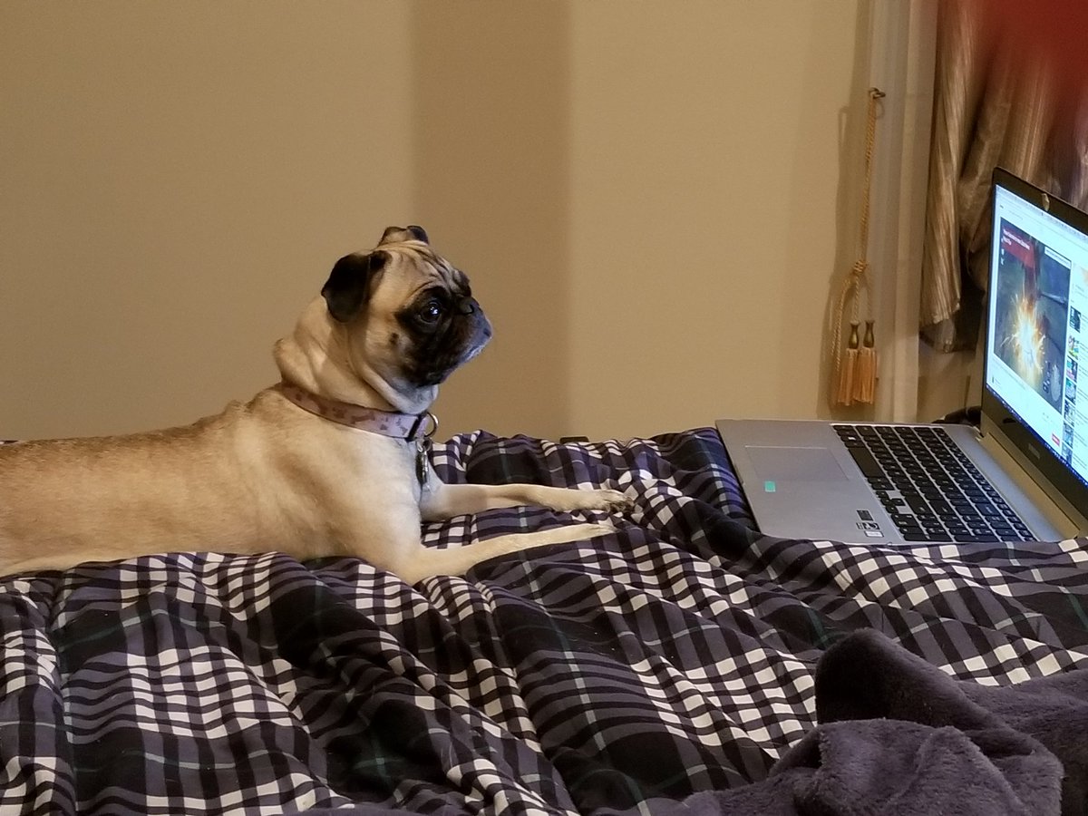 feelinfeisty's tweet photo. PUGRAMMER! #pugsofinstagram #pugsandkisses2018 #pugs #puglife #pug https://t.co/2xW4do2uAe