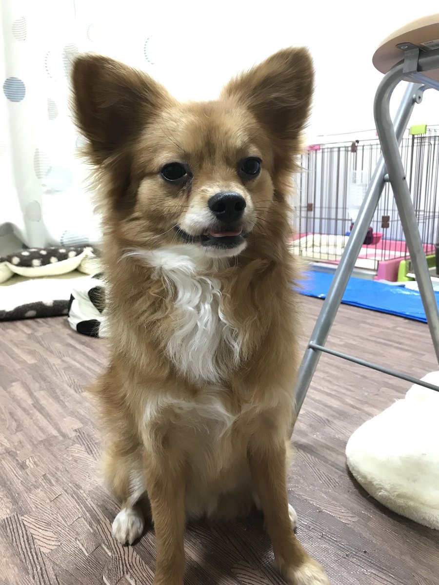 胸毛パーマ 胸毛パーマ