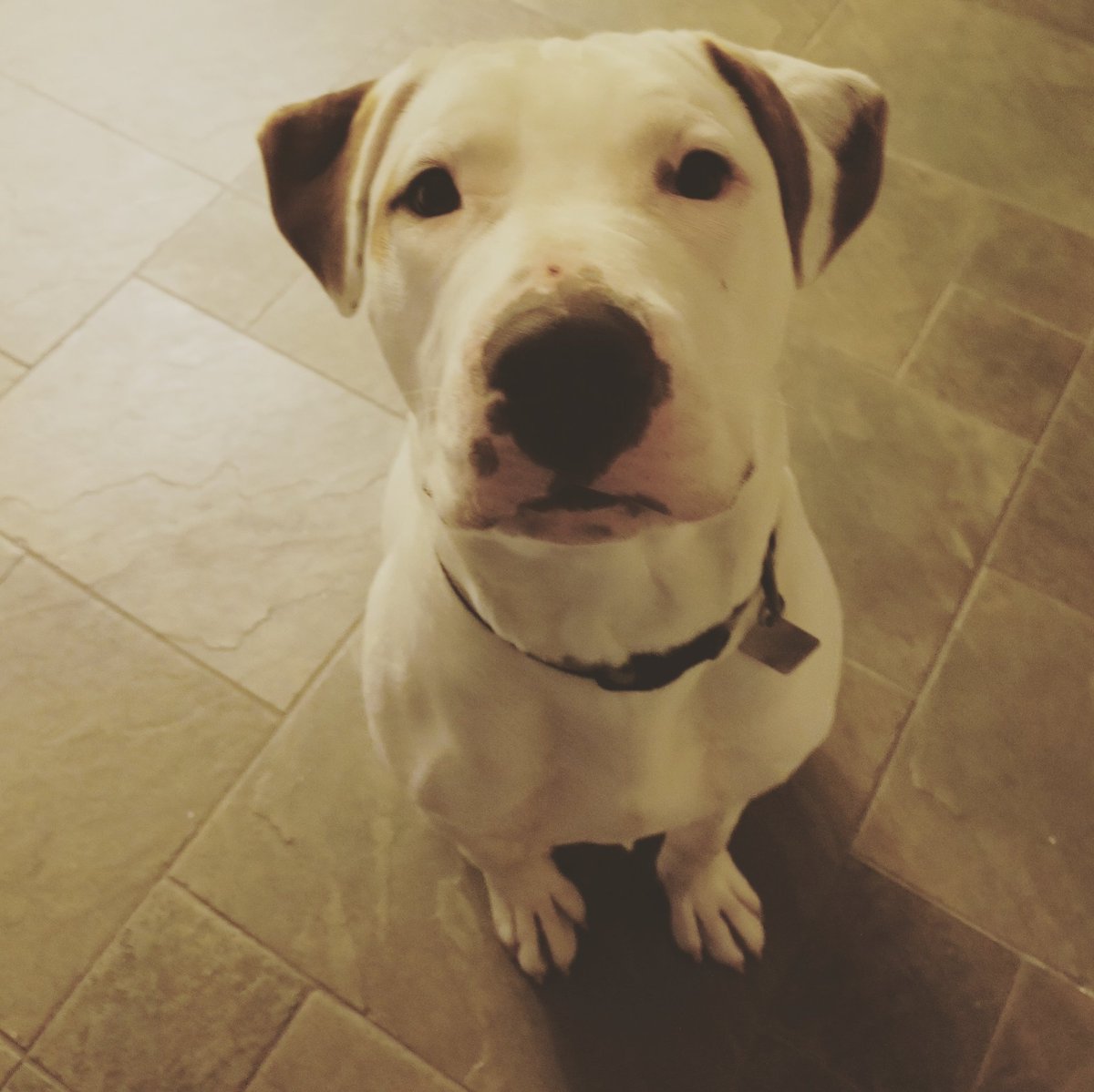 Pawsomepetsit's tweet photo. Got to have an impromptu sleep over with this big ball of energy last night!!!! #AdoptDontShop #TeamNoSleep #ballofenergy #dogsoftwitter #pitbull #rescuedog #dogs #Sleepover https://t.co/9wdKOfDhIk