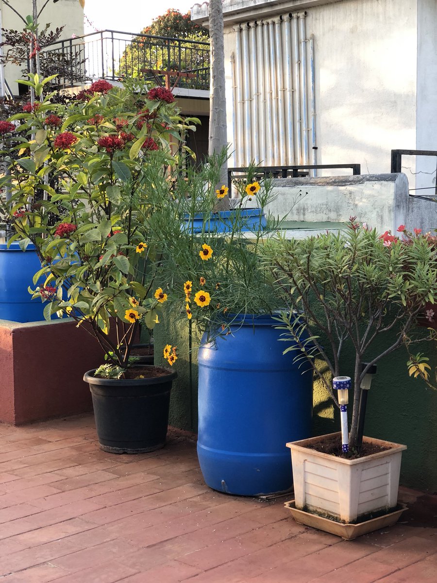 vrundavs's tweet photo. After 3 days... came on to the terrace...to see this bouquet ..of #wildflowers 
#yellowisbeautiful
#terracegarden @vijayashankara https://t.co/mhqn7IAM4y