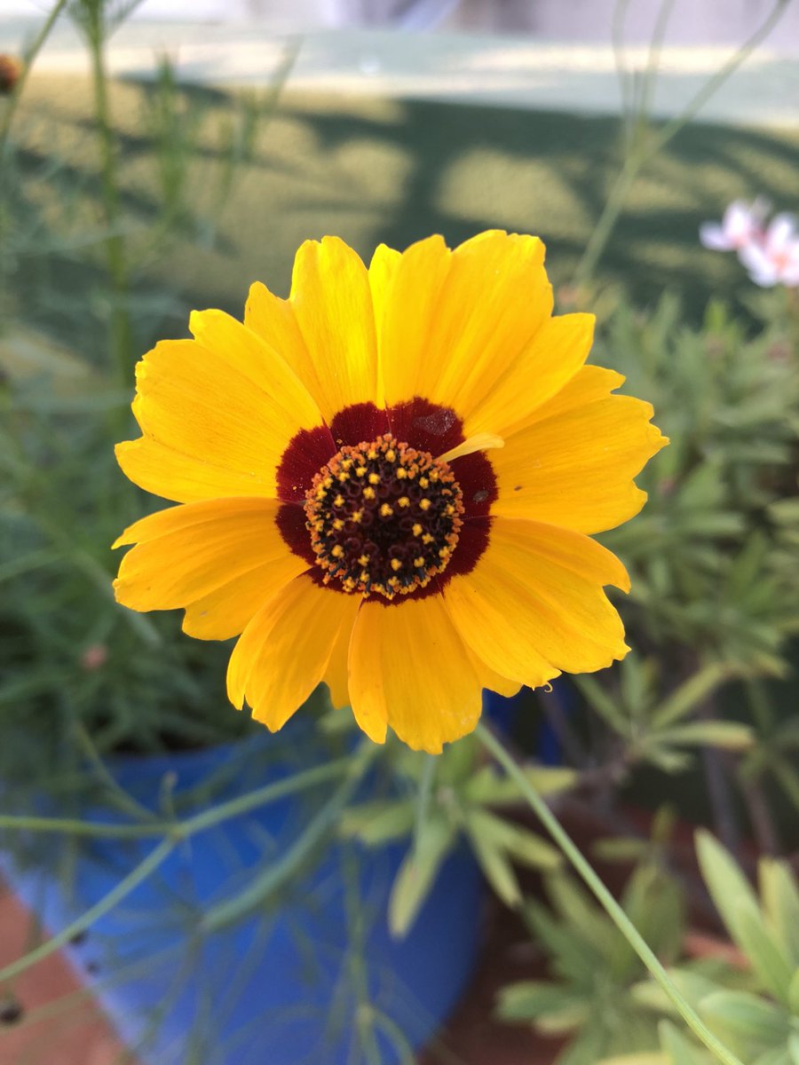 vrundavs's tweet photo. After 3 days... came on to the terrace...to see this bouquet ..of #wildflowers 
#yellowisbeautiful
#terracegarden @vijayashankara https://t.co/mhqn7IAM4y