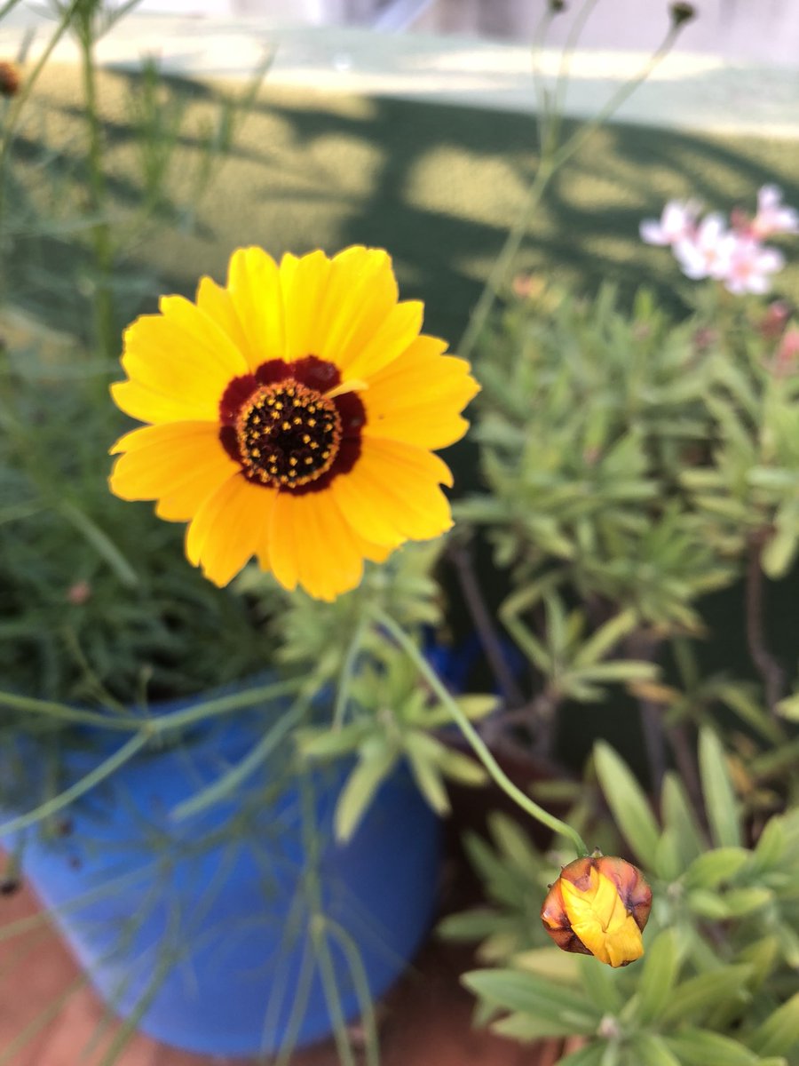 vrundavs's tweet photo. After 3 days... came on to the terrace...to see this bouquet ..of #wildflowers 
#yellowisbeautiful
#terracegarden @vijayashankara https://t.co/mhqn7IAM4y