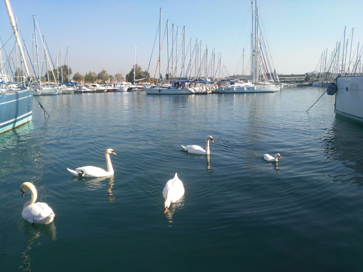 TeosMarina's tweet photo. TEOS MARİNA BAHARA GÖZ KIRPIYOR
İstanbul, Ankara ve Türkiye’nin diğer illerinde kış en soğuk yüzünü gösterip herkesi üşütürken, Güzel İzmir’in doğal limanı Teos Marina’da güneş açtığı anda bahar yaşanıyor. Marinanın küçük misafirleri temiz denizin ve güneşin tadını çıkarıyor. https://t.co/Er876Ym4Js