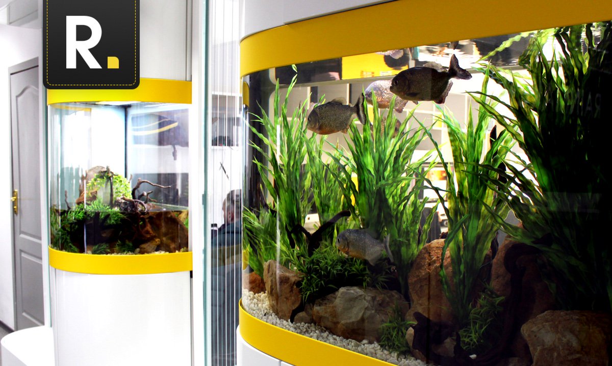 RMKR_Limited's tweet photo. We don't have a #groundhog around here, but we've got nice fishes! 🐠🦀🐟🐢 #rmkr #rainmaker #rainmaker_limited #rmkr_limited https://t.co/jQ9eOofbKf