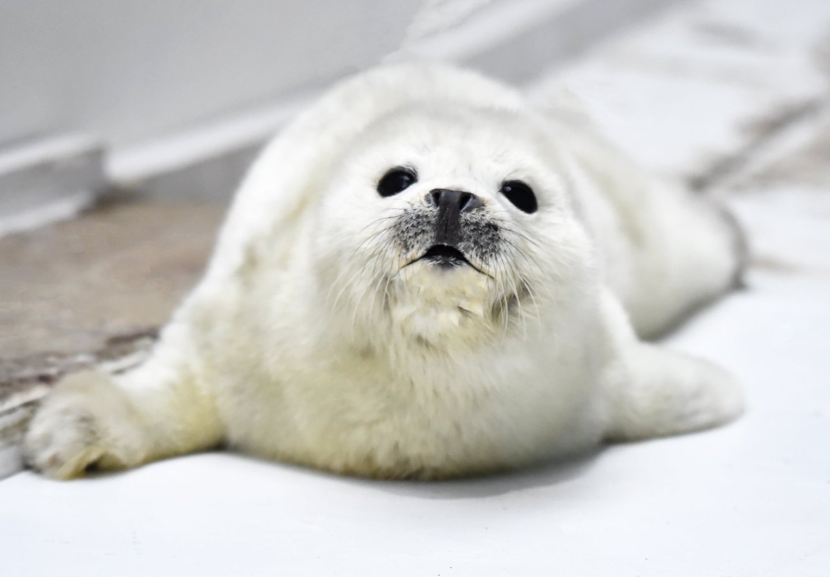 大阪 海遊館 休館日の2日間は赤ちゃんアザラシもご覧いただけませんので 写真でお楽しみくださいませ T Co Pl5qgvwtua