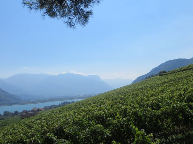 ViaCialdini's tweet photo. #AltoADige #Wine #Vigna #CastelRingberg per grandi #vini #ElenaWalch https://t.co/2POMB4aBKW https://t.co/NAsu2cdM8Y