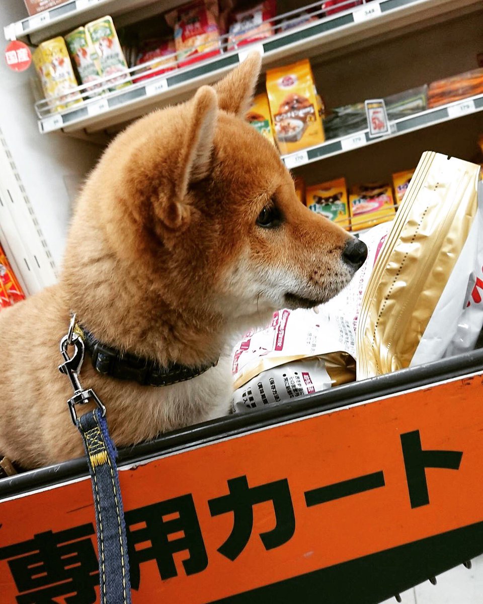 Shi Ba シーバ 犬びより 雪も止んだし みんなもうご飯食べた 平成犬バカ編集部 第13回更新されたよ T Co 9v1mxnokk2 おれは好きなもん どんどこカートに入れてるからみんなもどんどこ読んでねﾜﾝﾜﾝ Shi Ba Shibainu シーバ 柴犬