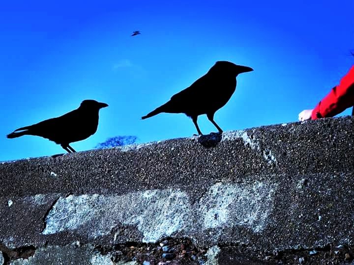 Totnesbabe's tweet photo. #crowportrait #torquaycrows #torbayinpictures https://t.co/E9CxXvpbec