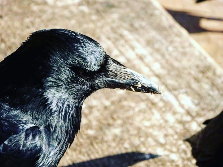Totnesbabe's tweet photo. #crowportrait #torquaycrows #torbayinpictures https://t.co/E9CxXvpbec