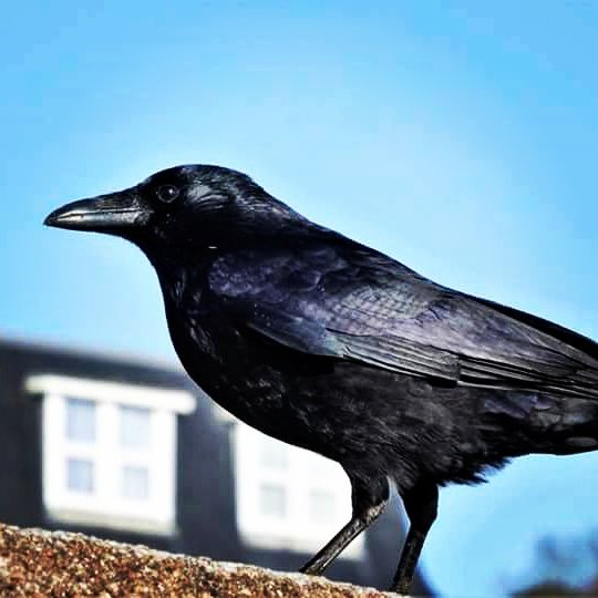 Totnesbabe's tweet photo. #crowportrait #torquaycrows #torbayinpictures https://t.co/E9CxXvpbec