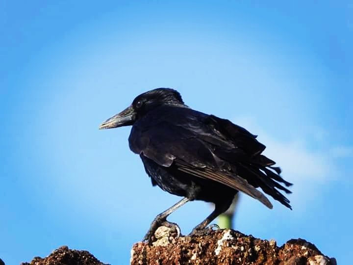 Totnesbabe's tweet photo. #crowportrait #torquaycrows #torbayinpictures https://t.co/E9CxXvpbec