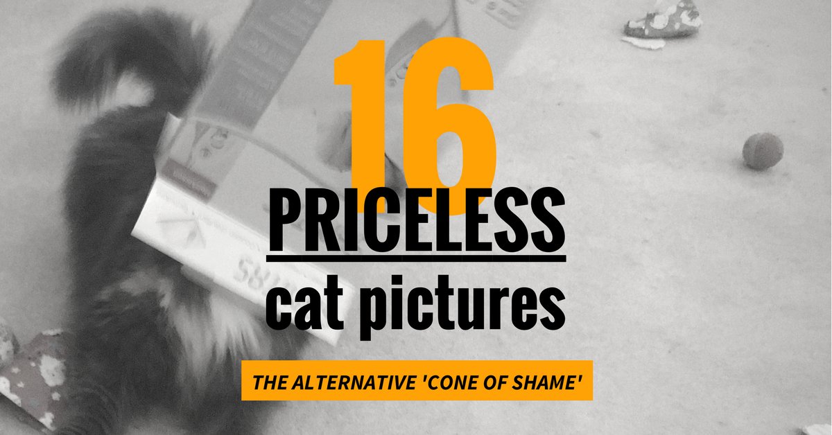 HumansForCats's tweet photo. Cats hate the dreaded cone of shame (aka funnel of shame aka food funnel). …but some cats do it to themselves with alternative items. Here are 16 priceless pictures of these crazy cat antics. 
https://t.co/zD27ydgJg6 https://t.co/vaaUd1Gjqc