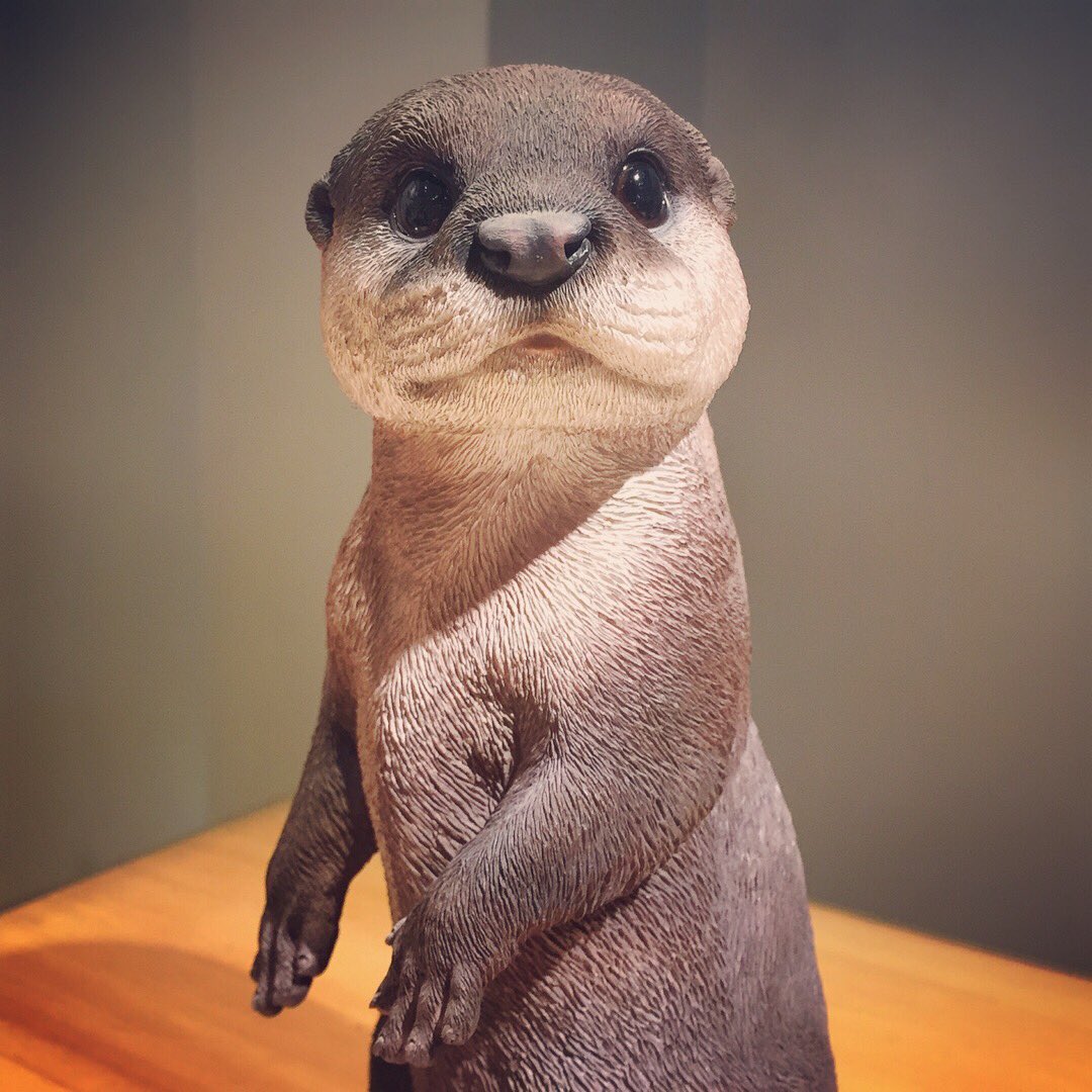 里親 カワウソ コツメカワウソ（♀）メス