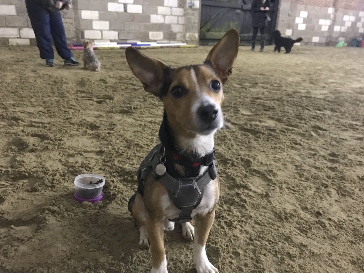 JackJackJRT's tweet photo. I πΆ went to a new trick π class π last night π at Little Stars Dog Training https://t.co/3U7XhoZq6H It was greatβοΈI πΆ even learnt π to walk πΎ backwards Mummy π©πΌ has been trying to teach me πΆ that for years π #trickclass #dogtraining #suffolk #dogclass #fun #dog https://t.co/3vNTl6DO6d