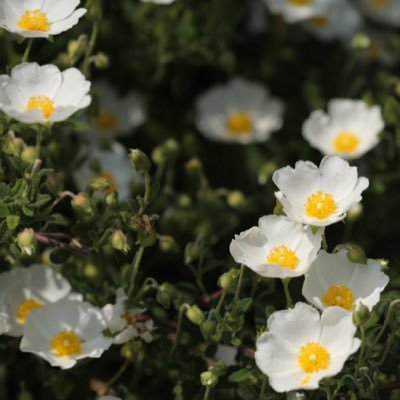 花言葉 死 を表す花は 絶望や別れを表すのはゆり 狂気 ヤンデレも