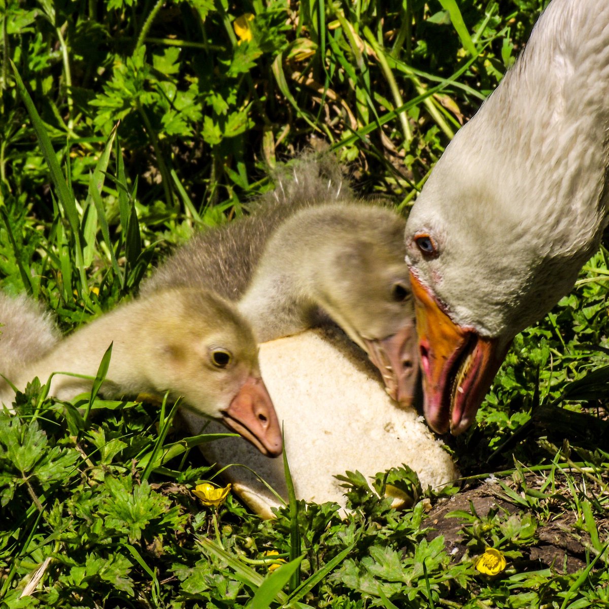 MarshallFarmUK's tweet photo. Enjoyed seeing the geese protect their goslings all summer

https://t.co/CWHPhSR5EA
#smallholding #smallholdinglife #smallholders #farm #poultry #eggs #pond #lake #nikon #nature #geese #gosling #goose #smallholding #love #outside #heart #life #winter https://t.co/81miYhwhKq