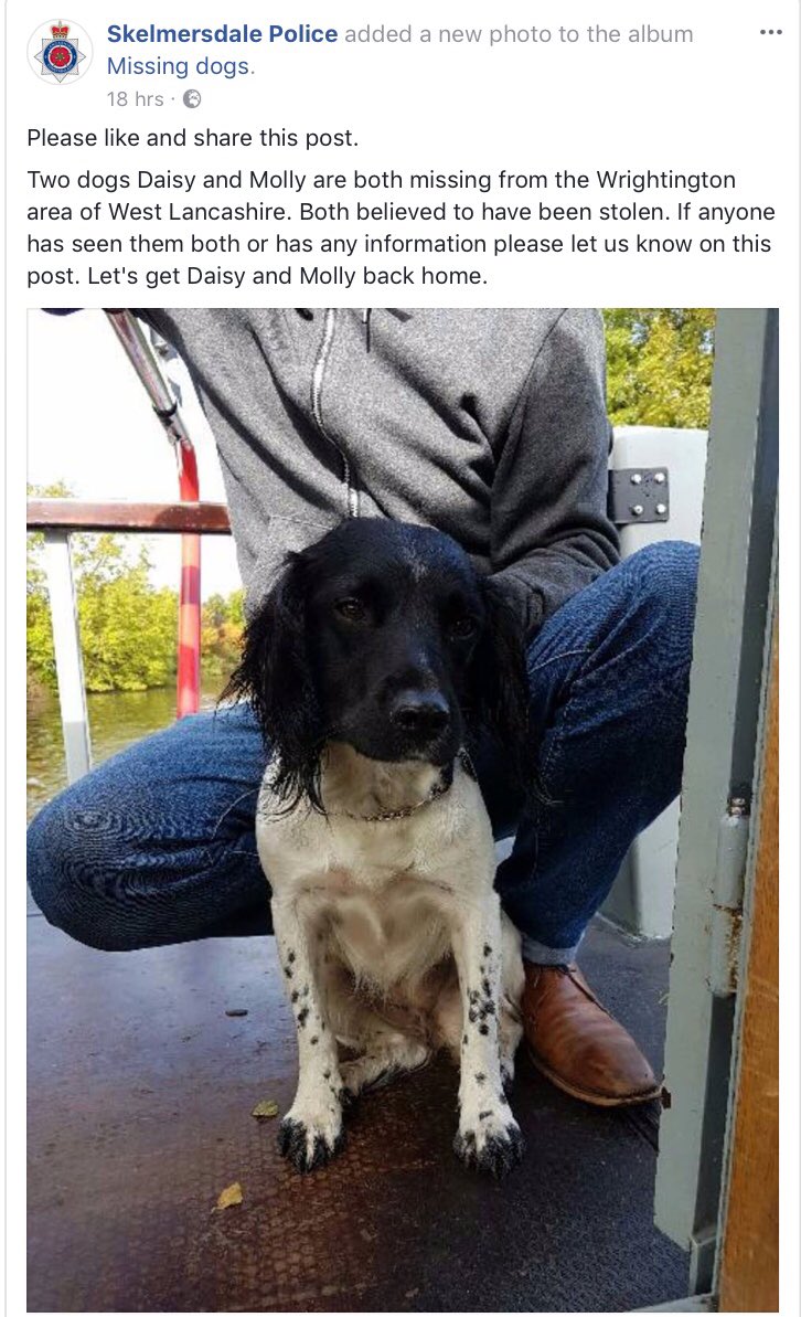 SAMPAuk_'s tweet image. Two #dogs Daisy and Molly are both #missing from the #Wrightington area of West #Lancashire. Both believed to have been #stolen If anyone has seen them both or has any information please let us know @SkemPolice on 101 or 07768 306399 #ScanMe @DoglostUK doglost.co.uk/dog-blog.php?d…