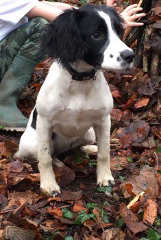 SAMPAuk_'s tweet image. Two #dogs Daisy and Molly are both #missing from the #Wrightington area of West #Lancashire. Both believed to have been #stolen If anyone has seen them both or has any information please let us know @SkemPolice on 101 or 07768 306399 #ScanMe @DoglostUK doglost.co.uk/dog-blog.php?d…