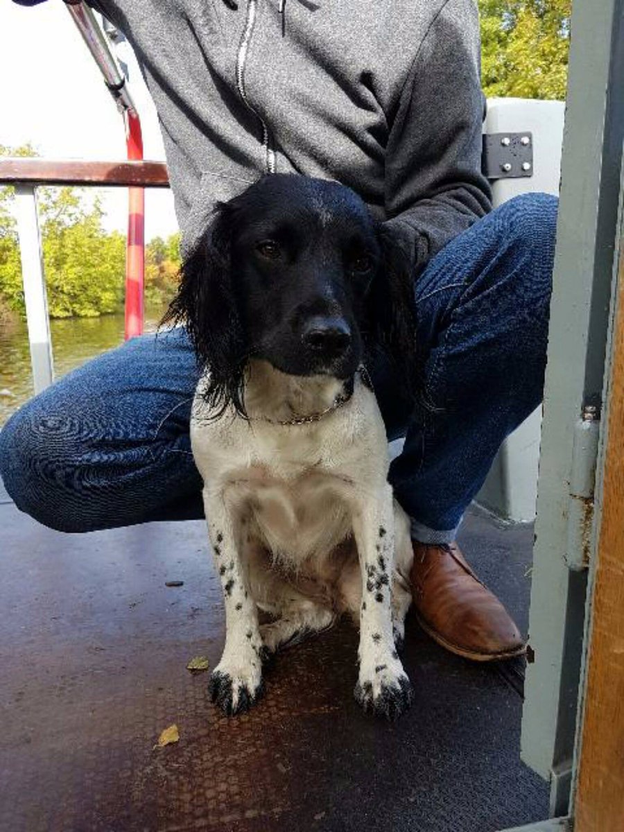 SAMPAuk_'s tweet image. Two #dogs Daisy and Molly are both #missing from the #Wrightington area of West #Lancashire. Both believed to have been #stolen If anyone has seen them both or has any information please let us know @SkemPolice on 101 or 07768 306399 #ScanMe @DoglostUK doglost.co.uk/dog-blog.php?d…