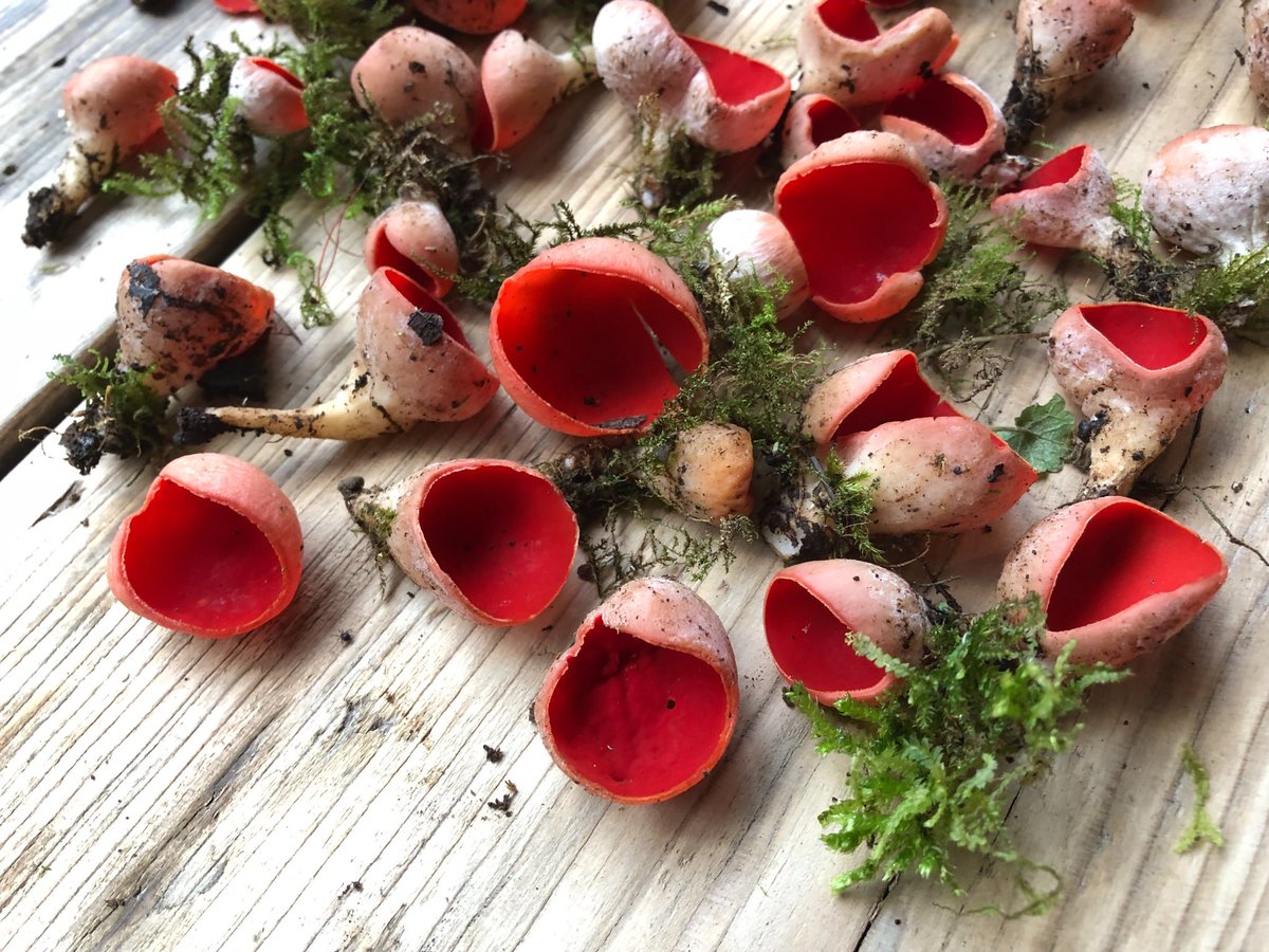 Scarlet Elf Cups 🧚‍♂️
.
.
#scarletelfcups #thewildroom