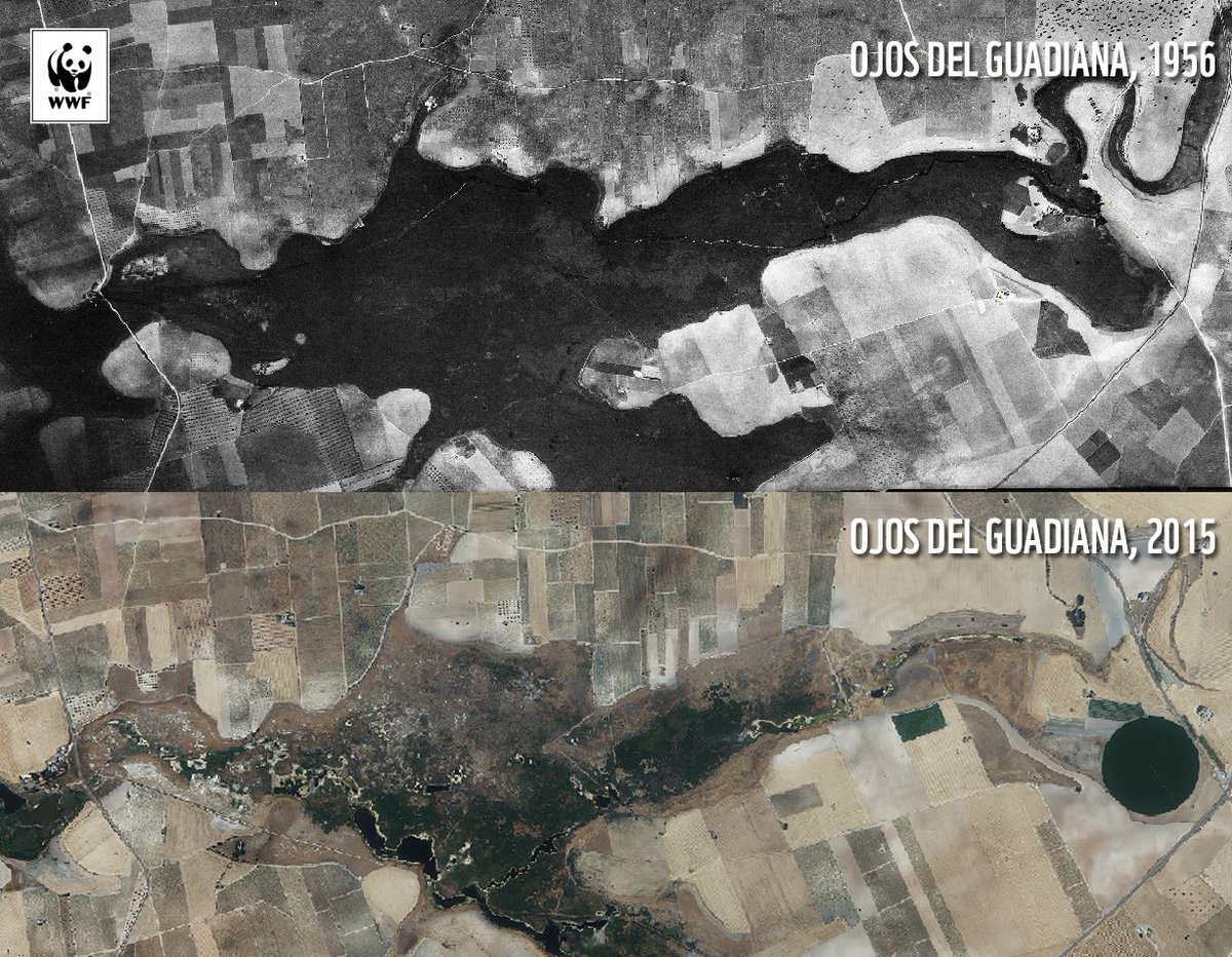 RafaelSeizWWF's tweet photo. Un caso paradigmático: un acuífero sobrexplotado, falta de control efectivo del uso ilegal y más derechos de agua concedidos que recursos disponibles. Este es el resultado de décadas de desgobierno del agua subterránea 💧 https://t.co/hOoHWcAyig