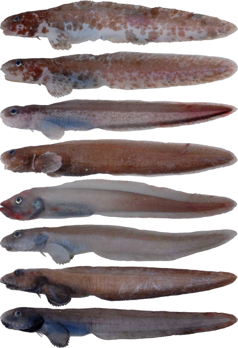 SBM_Concarneau's tweet photo. #Diversité poissons antarctiques Zoarcidae, Bathydraconidae, Artedidraconidae, Chanichtydae dans collection de @Le_Museum @AusAntarctic #IPEV #CEAMARC https://t.co/6C9rGmcnuw
