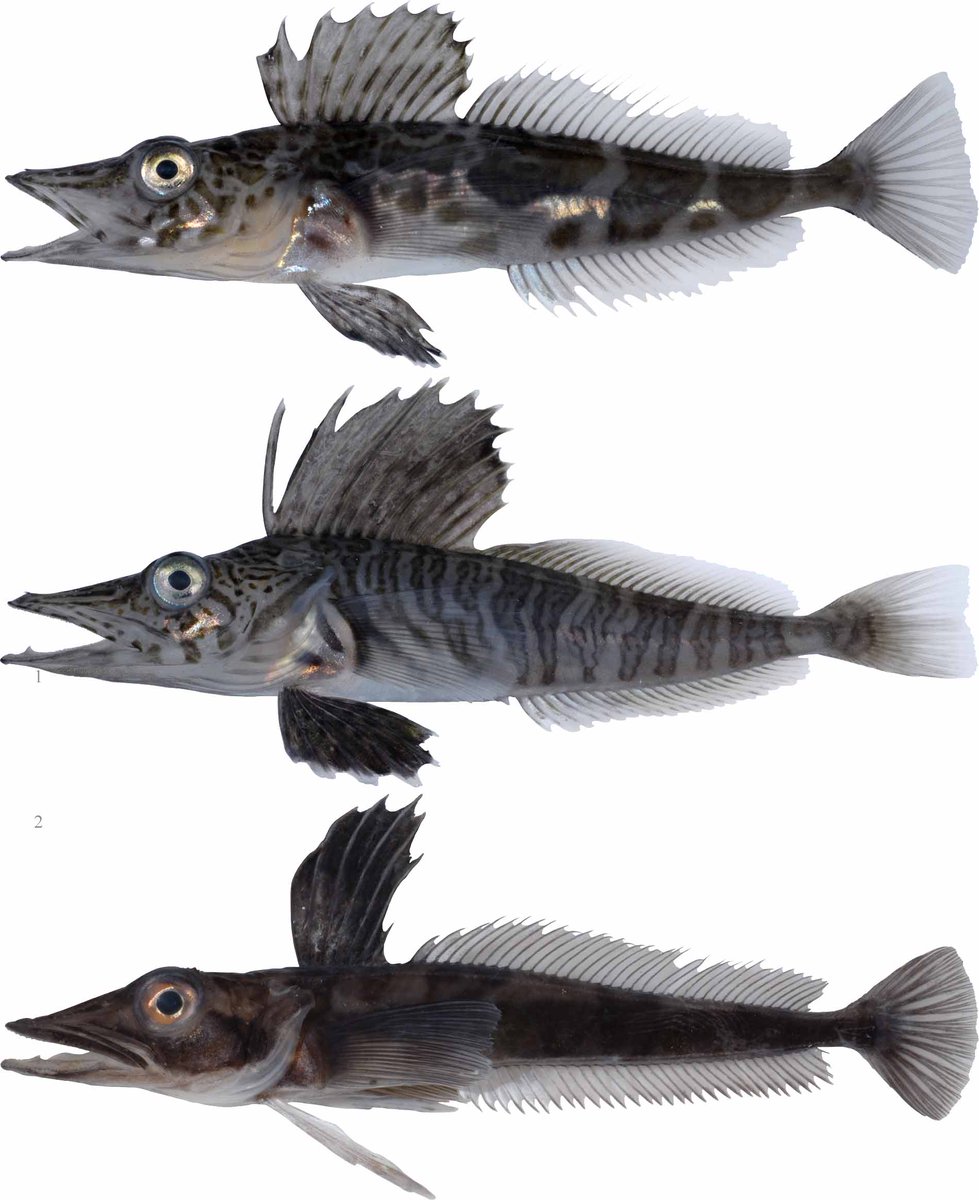SBM_Concarneau's tweet photo. #Diversité poissons antarctiques Zoarcidae, Bathydraconidae, Artedidraconidae, Chanichtydae dans collection de @Le_Museum @AusAntarctic #IPEV #CEAMARC https://t.co/6C9rGmcnuw