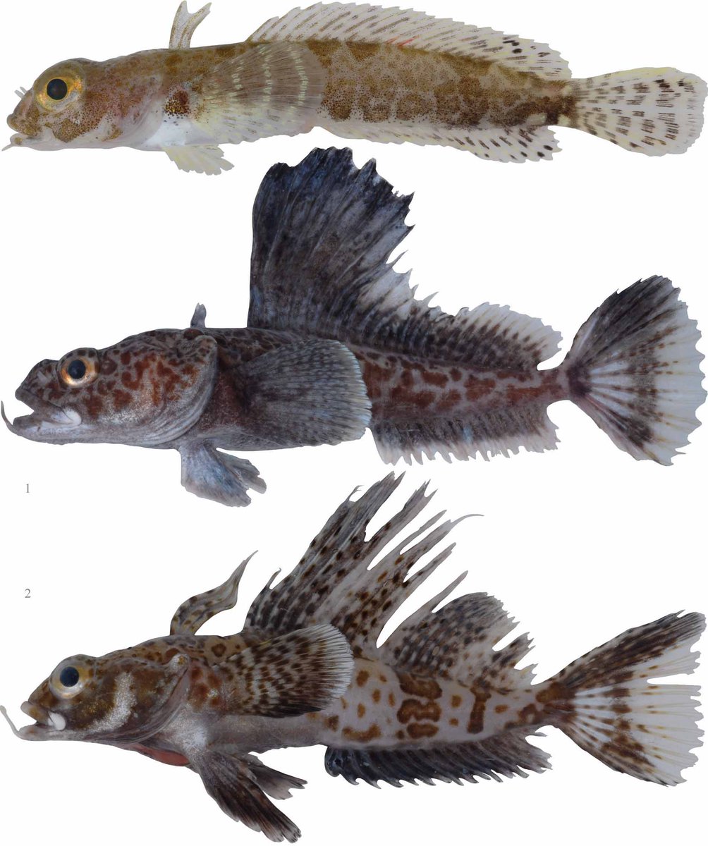 SBM_Concarneau's tweet photo. #Diversité poissons antarctiques Zoarcidae, Bathydraconidae, Artedidraconidae, Chanichtydae dans collection de @Le_Museum @AusAntarctic #IPEV #CEAMARC https://t.co/6C9rGmcnuw