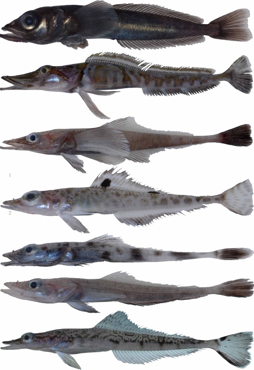 SBM_Concarneau's tweet photo. #Diversité poissons antarctiques Zoarcidae, Bathydraconidae, Artedidraconidae, Chanichtydae dans collection de @Le_Museum @AusAntarctic #IPEV #CEAMARC https://t.co/6C9rGmcnuw