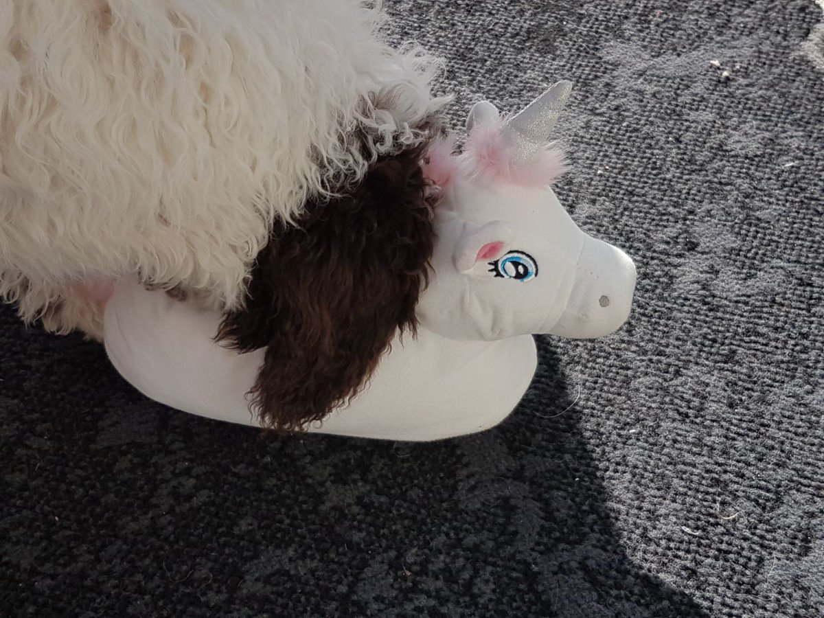 Sebeli_007's tweet photo. Wir haben das letzte Einhorn gefangen 🦄 https://t.co/yvzEDqtuxW