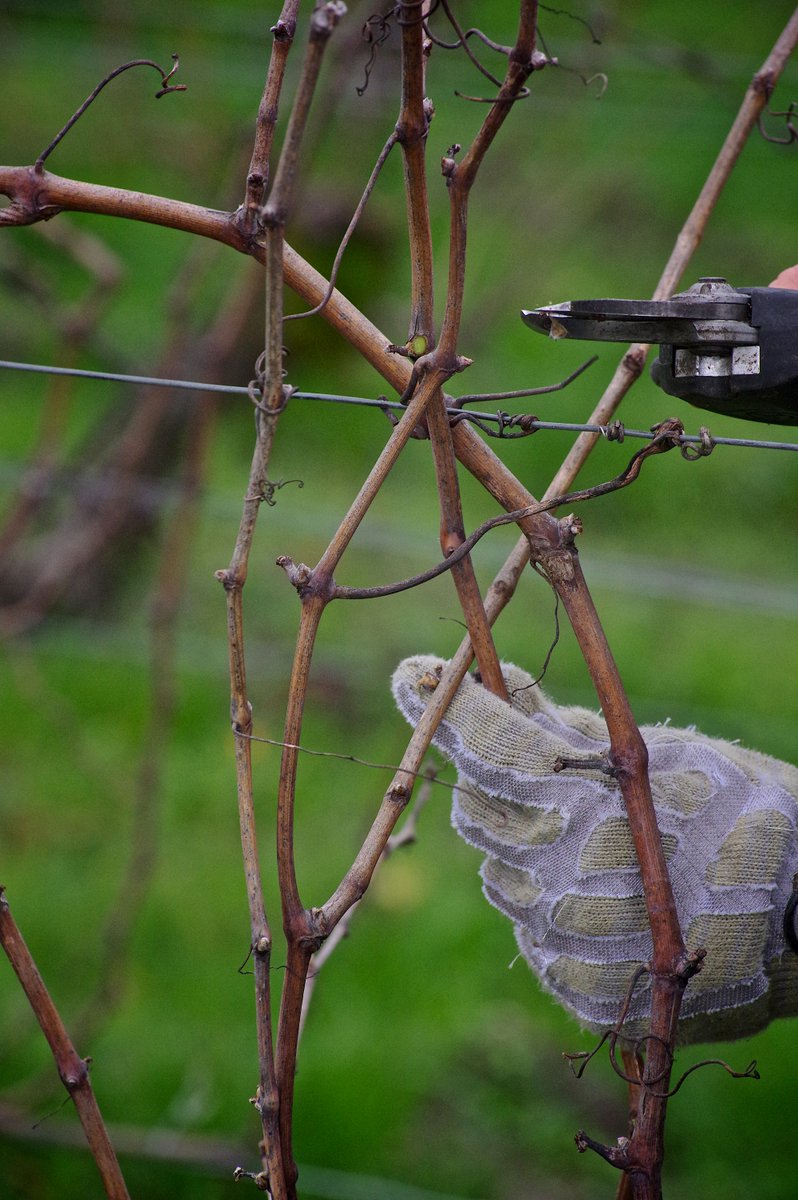 🌿Taille et tirage des bois au Château Ripeau : la seconde taille effectuée après l’épisode de gel de l’an passé, nous a permis d’obtenir de jolis bois pour notre nouvelle campagne. ✂️
Le premier pas vers un beau millésime…
Crédit photos : Frédéric Guy