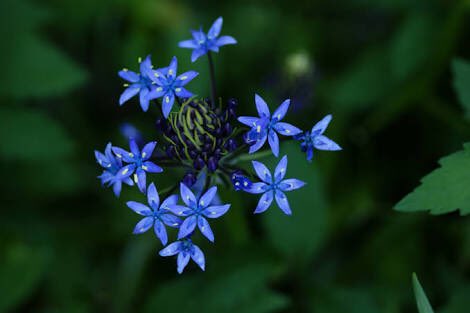 今日の花 花言葉 Fleurs 87 님 트위터 今日の花 花言葉 Fleurs 87 님 트위터