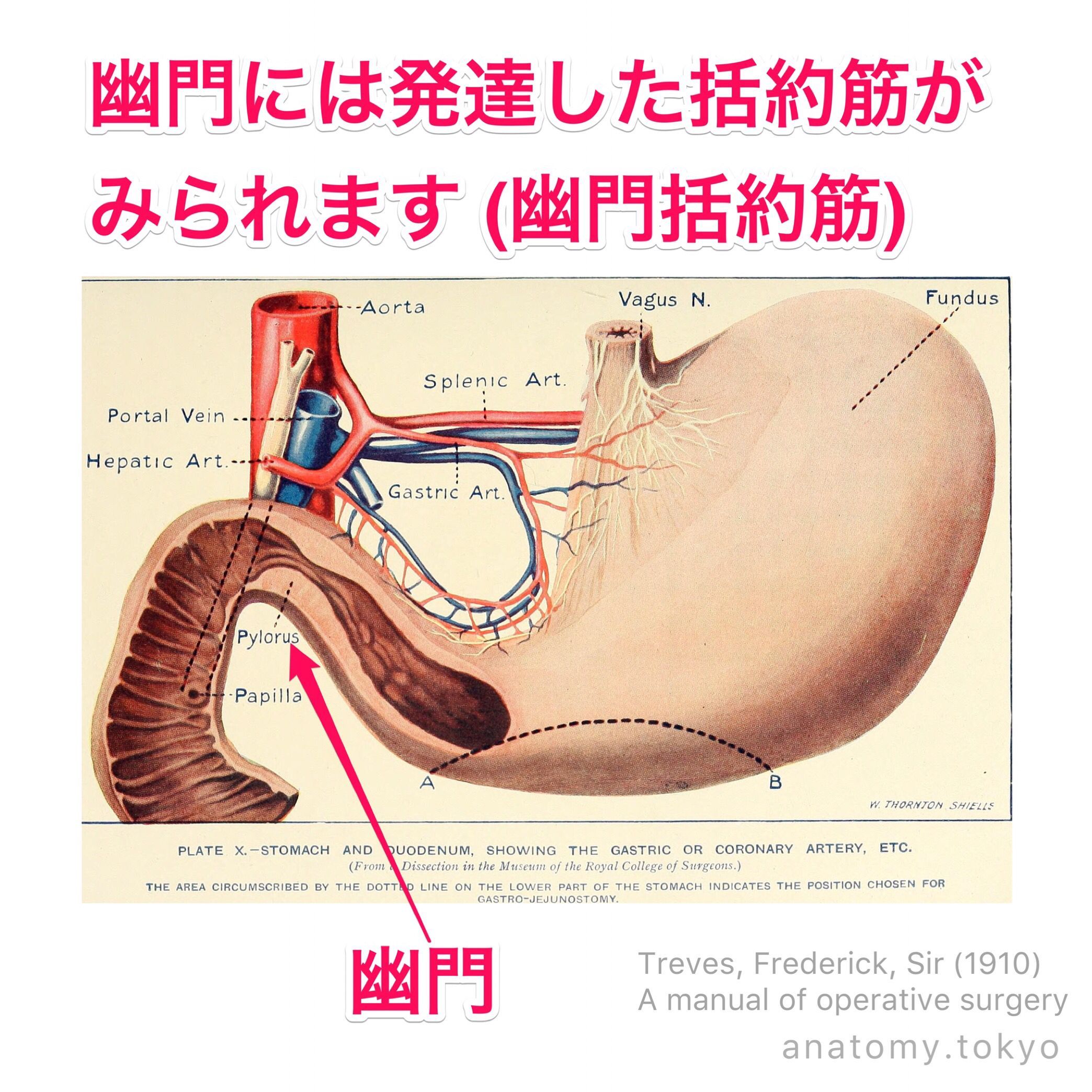 括約筋 