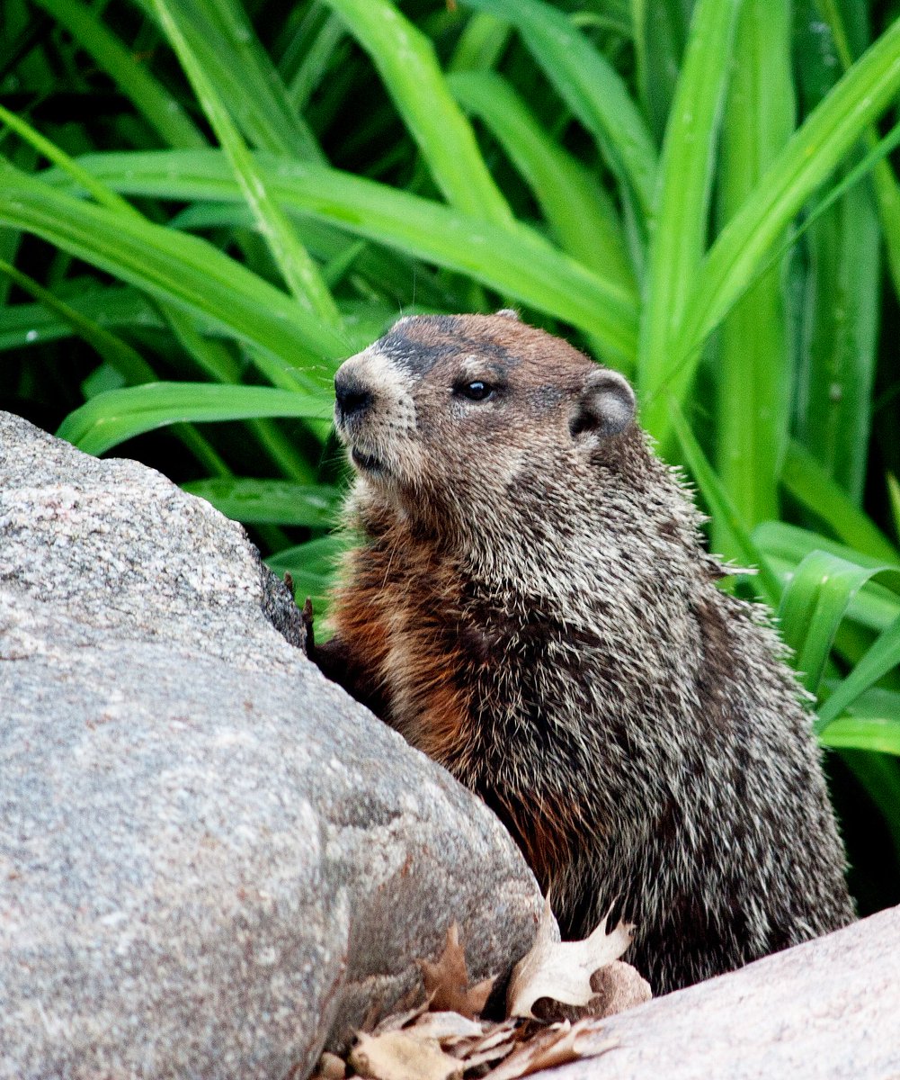 peta's tweet photo. RETWEET if you think groundhogs should be left in peace on #GroundhogDay! https://t.co/CIE8gYeNrk