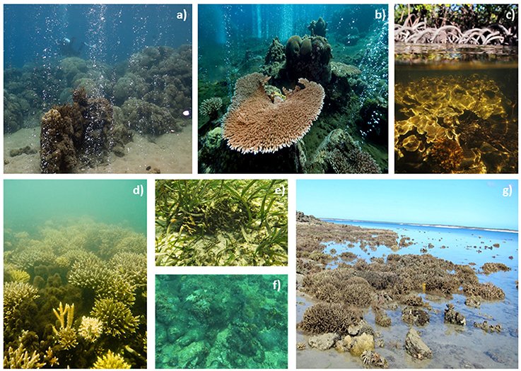 VerenaSchoepf's tweet photo. There is so much we can learn from natural extreme reef environments about the future of coral reefs! Check out our new review @emmafcamp @DavidJSuggett @petemumby  @djsmitc @hardtkeLeo @coralcoe  @uwaoceans https://t.co/of2G0MLe0e https://t.co/cxjxdNyX02