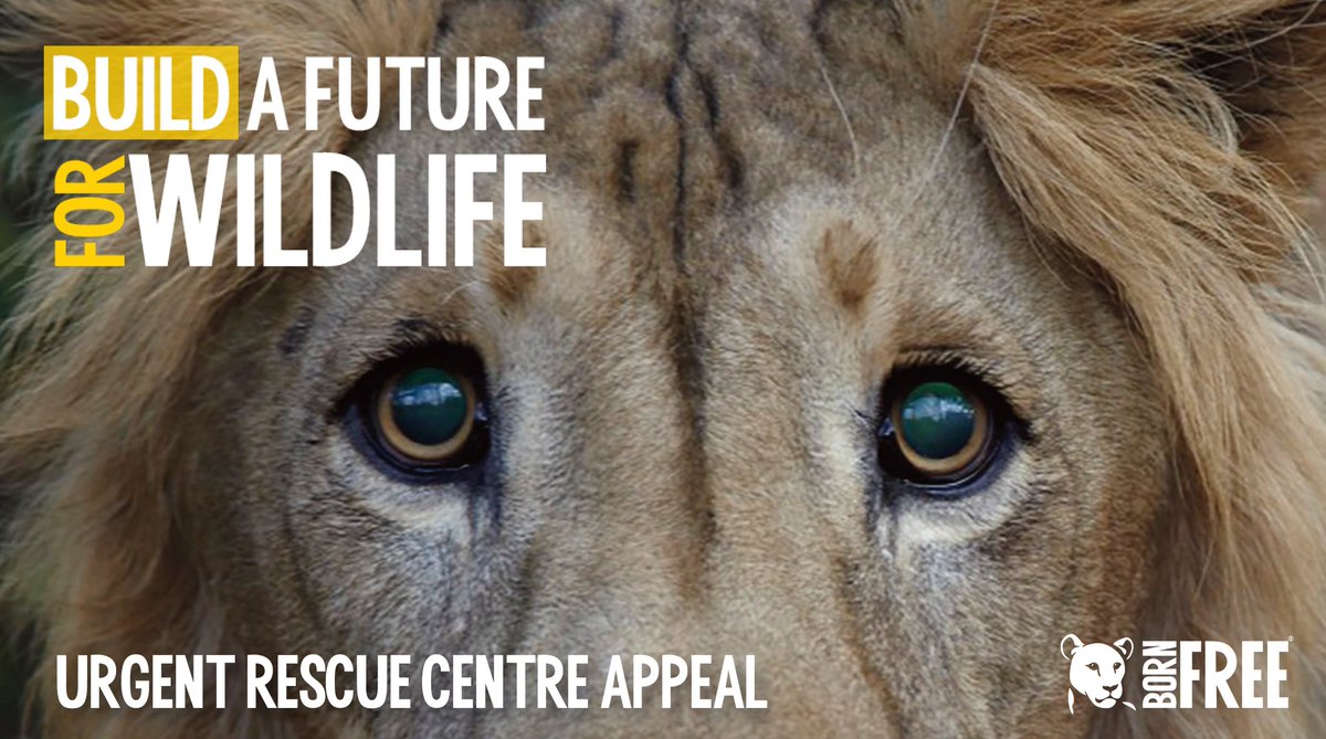 BornFreeFDN's tweet photo. Countless animals are being taken from the wild &amp; deprived of their freedom. All part of a cruel trade driven by human greed. But there is hope; we have a unique strategy to protect wildlife in Ethiopia! Help us #BuildAFuture for wildlife today https://t.co/PBWQJmb4JJ
 🦁🐆🐒🐦🐢 https://t.co/DBIym7ciSd