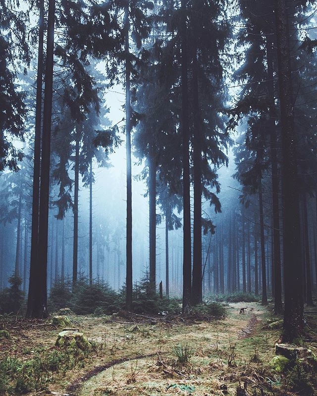 PhotoAmmon's tweet photo. There’s something special about the silence that fog brings with it. This is one my favourite walking places in the world. •
Where do you like to hike? I need some new spots for my list. • .
.
.
.
.
.
#visitgermany #germanytourism #livefolk #livefre… https://t.co/AksuKWw57Z https://t.co/7GDp0eTaV9
