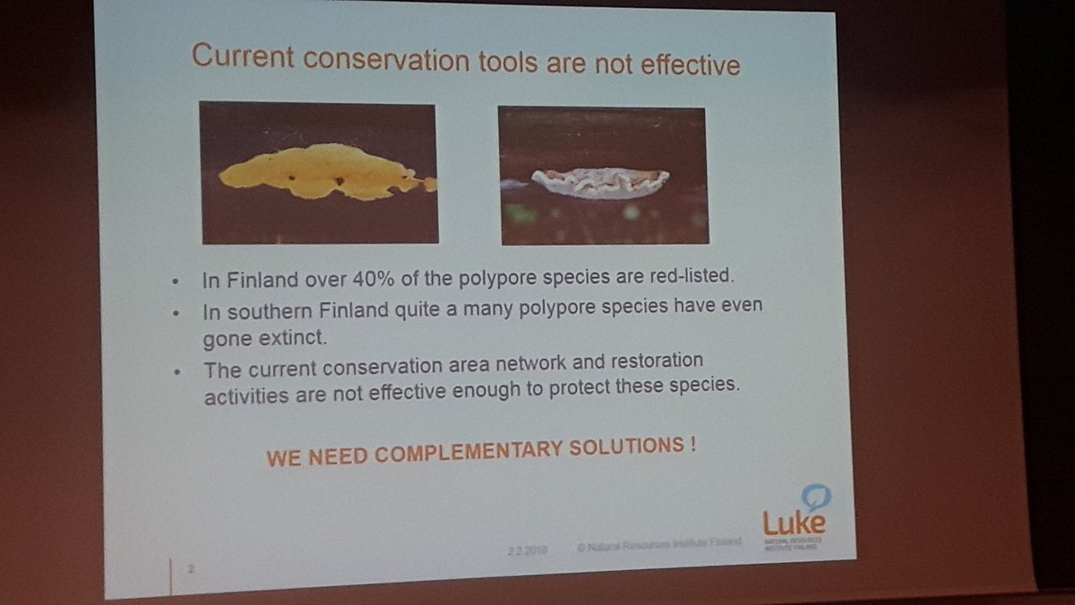 Foresteero's tweet image. #Polypore - Current conservation tools are not effective New cost-efficient solution presented by Reijo Penttilä #LukeLEADS @LukeFinlandInt