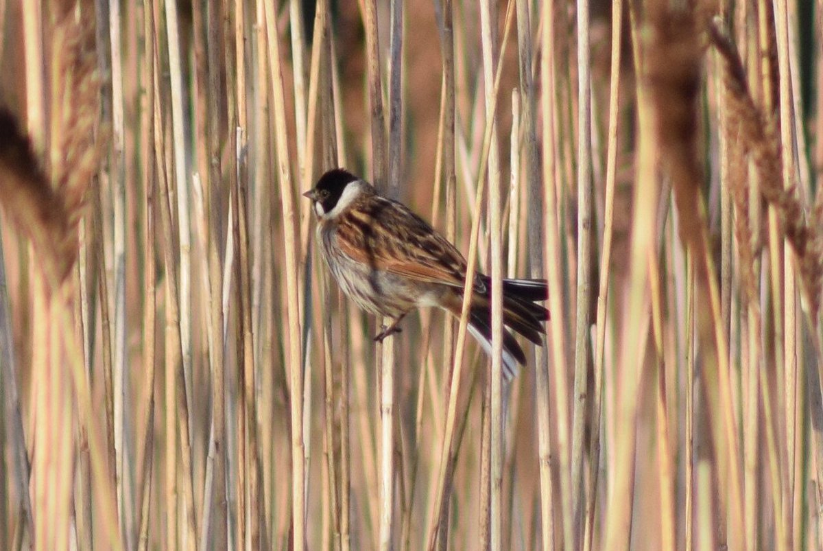 ExCALLimited1's tweet photo. Reed buntings captured during a winter bird survey! #WorldWetlandsDay https://t.co/yhwGZoscGX