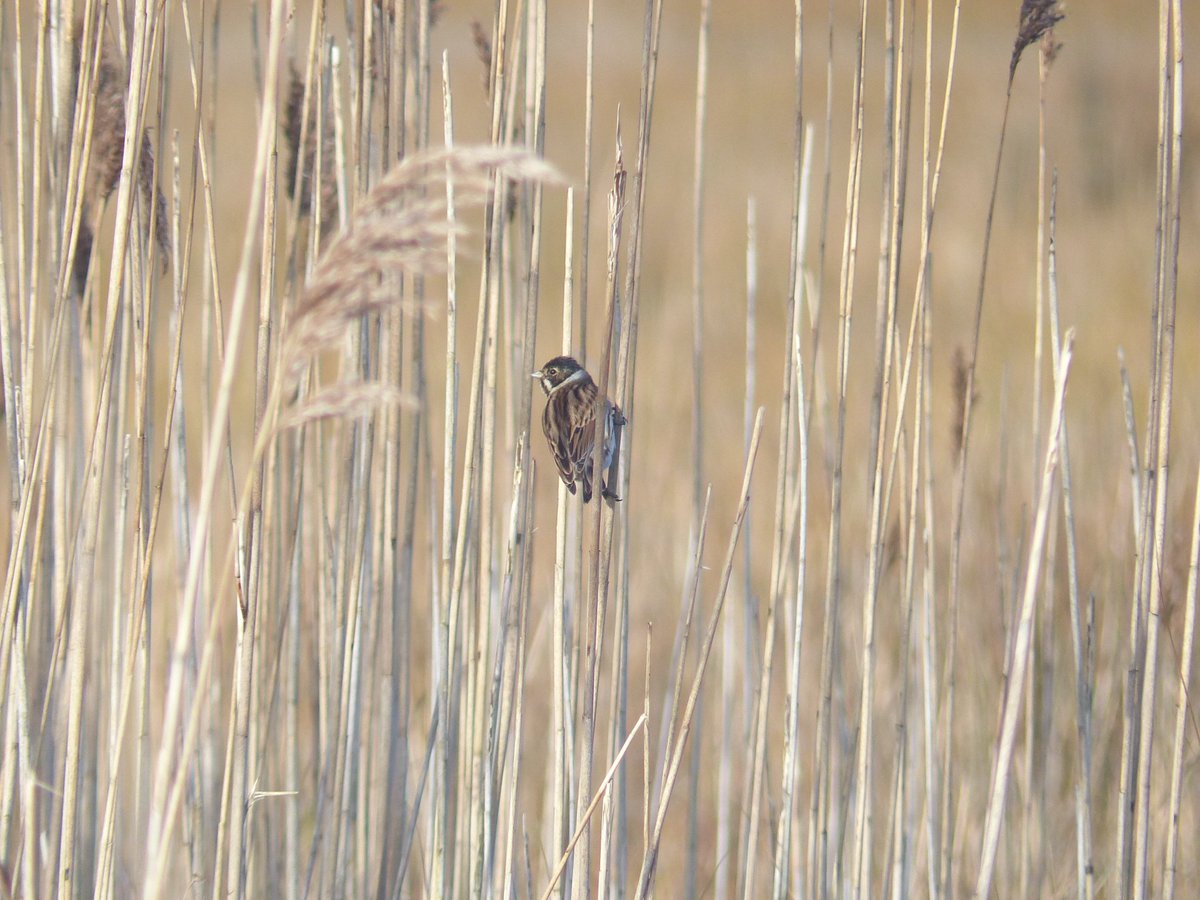 ExCALLimited1's tweet photo. Reed buntings captured during a winter bird survey! #WorldWetlandsDay https://t.co/yhwGZoscGX