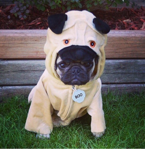 thinkinofmydog's tweet photo. Who's ready for the weekend 🐶🍺 #pug #puglife #weekend #doglovers #dogoftheday #FridayFeeling https://t.co/0yuq4bjAY3