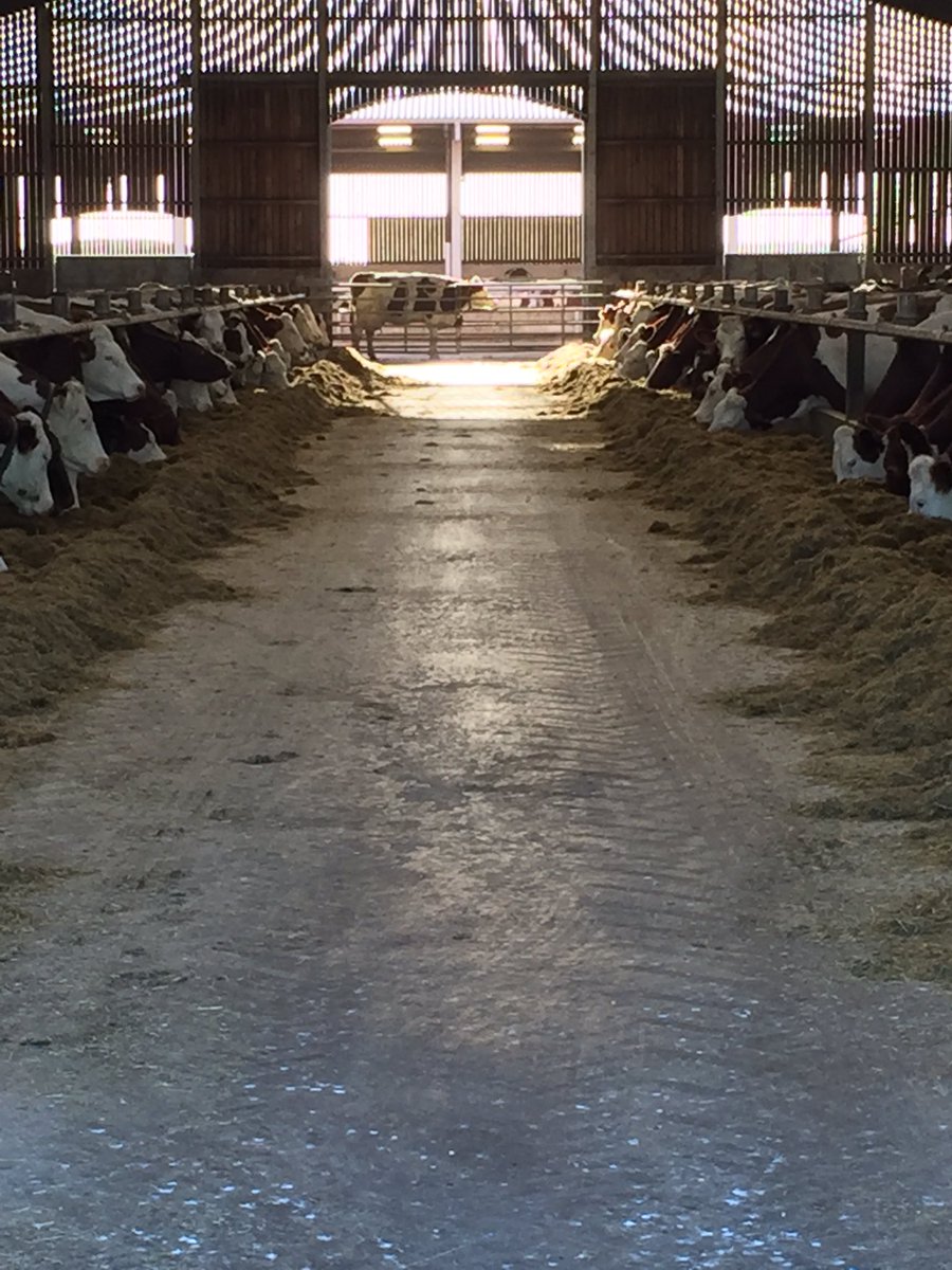 Days like this I love, future of dairying is bright 🌞 #healthycows #Februdairy