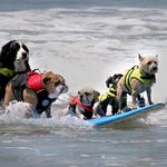 phlow_surf's tweet photo. 6 Tips to Surfing With Your Dog https://t.co/WoqwXkfVrj https://t.co/x037C704sH